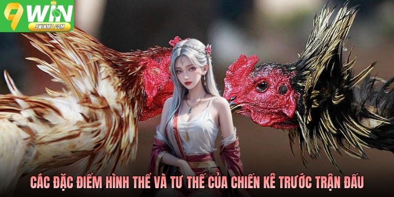 Các đặc điểm hình thể và tư thế của chiến kê trước trận đấu