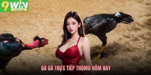 Đá Gà Trực Tiếp Thomo Hôm Nay 9WIN Xem Live Chuẩn Nét