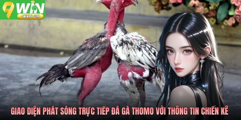 Giao diện phát sóng trực tiếp đá gà Thomo với thông tin chiến kê hiển thị