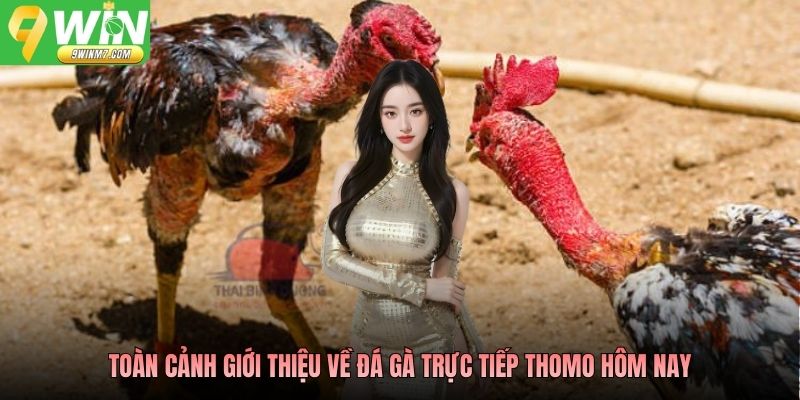 Toàn cảnh giới thiệu về đá gà trực tiếp Thomo hôm nay